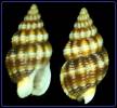 Tritia incrassata