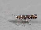 Parectopa robiniella - vzpřímenka akátová