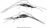 Isorropodon tenina