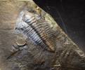 Rejkocephalus rotundatus