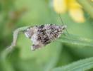 Syricoris lacunana - obaleč jahodníkový