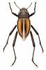 Onymacris marginipennis