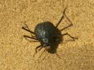 Onymacris plana