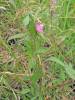 Oenothera rosea - pupalka růžová