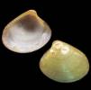 Nucula callicredemna