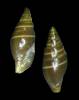 Ebenomitra ebenus