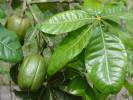 Pachira aquatica - pachira vodní
