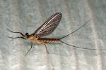 Hexagenia limbata - jepice obrovská
