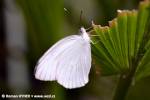 Appias drusilla