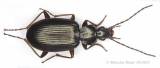 Agonum micans