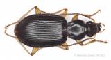 Paranchus albipes - úzkohrdlec bělonohý