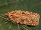 Agonopterix arenella - Brindled Flat-body