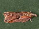 Acleris cristana