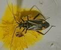 Hadrodemus m-flavum