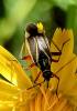 Hadrodemus m-flavum