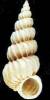 Epitonium pasiphaes