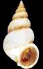 Epitonium schepmani