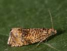 Syricoris lacunana - obaleč jahodníkový