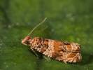 Celypha flavipalpana