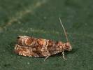 Celypha cespitana