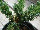 Juniperus procumbens