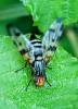 Otites porcus