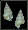 Epitonium dendrophylliae