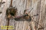 Crossocerus quadrimaculatus