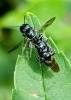 Crossocerus megacephalus