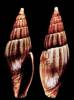 Ebenomitra ebenus