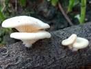 Neofavolus suavissimus