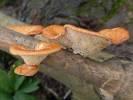 Neofavolus alveolaris - choroš voštinovitý