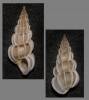 Gyroscala lamellosa - Lamellose Wentletrap