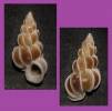 Gyroscala lamellosa - Lamellose Wentletrap