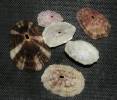 Diodora cayenensis