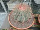 Ferocactus emoryi - Emory Barrel Cactus
