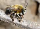 Anthophora retusa - pelonoska černá