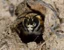 Anthophora retusa - pelonoska černá