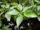 Bruguiera gymnorhiza