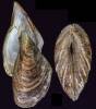 Dreissena polymorpha - slávička mnohotvárná
