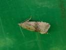 Celypha striana - obaleč pampeliškový
