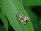 Syricoris rivulana - obaleč luční
