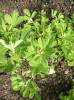 Trigonella foenum-graecum - Sicklefruit Fenugreek