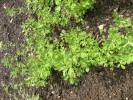 Trigonella foenum-graecum - Sicklefruit Fenugreek