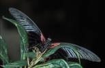 Papilio memnon agenor