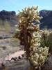 Cylindropuntia bigelovii