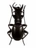 Anthia circumscripta lenis