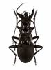 Anthia maxillosa