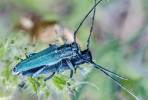 Phytoecia caerulescens - kozlíček kovolesklý