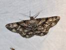 Peribatodes umbraria